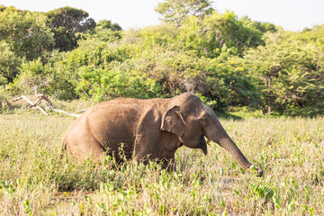 Elephant in the wild, elephant looking for food, elephant sri lanka
