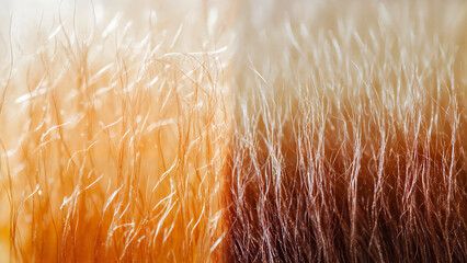 Hair Growth Phases , Side-by-side visual comparison of healthy hair cycle vs disrupted hair texture on a neutral background, for Hair loss clinics, restoration programs, wellness campaigns