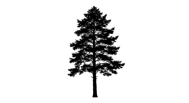 Tall silhouette of evergreen tree against a white background  