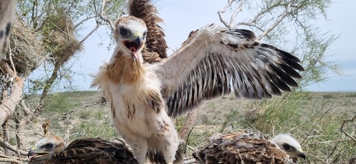 chicks of the bird of prey buzzard in the nest