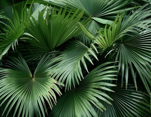 overlapping palm leaves creating dense foliage
