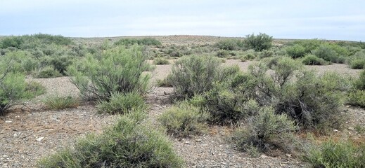 landscape with desert plants field