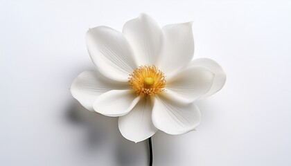 Obraz premium a single white flower on a white background