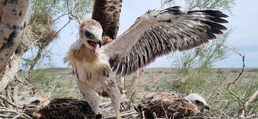 chicks of the bird of prey buzzard in the nest