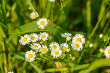 Fototapeta premium 雑草の中で群生する可憐なヒメジョオンの小花