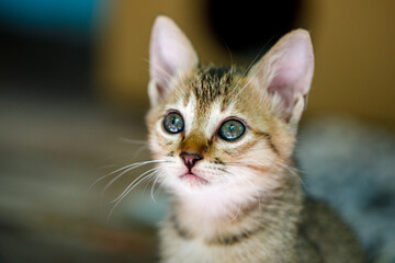 Hopeful kitten gazing with bright eyes