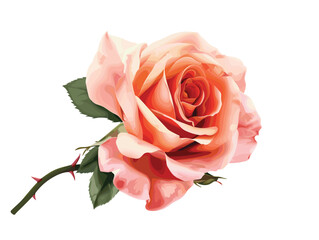 Peach pink rose, vector, isolated on white background