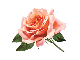 Peach pink rose, vector, isolated on white background