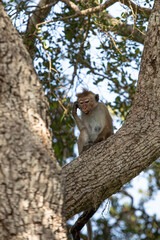 macaque sitting on a tree, monkey, animals of sri lanka