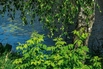 Birch trunk against the background of a river in the morning light.
