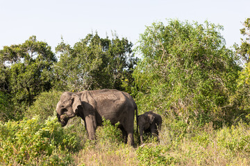 elephant with baby elephant walk through the jungle in search of food and water