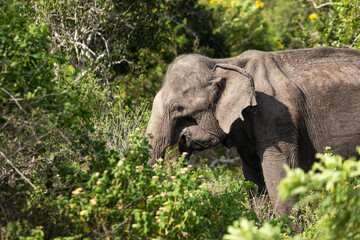 elephant in the wild, elephant looking for food, elephant sri lanka