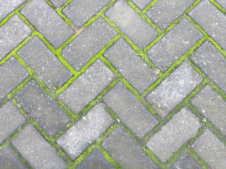 Rectangular gray concrete tiles are arranged in a herringbone pattern on the sidewalk with moss growing between them.