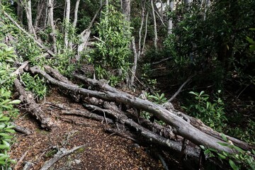 amazing forest ecosystem in patagonia