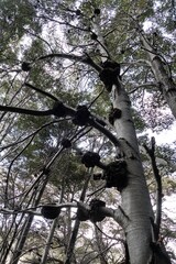 amazing forest ecosystem in patagonia
