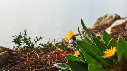 Beautiful yellow wild flowers close-up, natural light, relaxation, beauty of nature in France