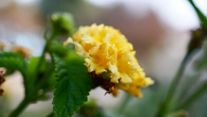 Beautiful yellow wild flowers close-up, natural light, relaxation, beauty of nature in France