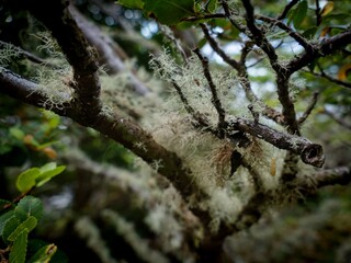 amazing forest ecosystem in patagonia