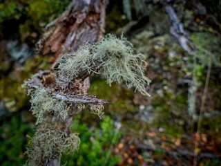 amazing forest ecosystem in patagonia