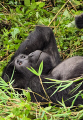 Gorilla laying in the back in Bwindi National Park 