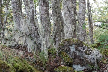 amazing forest ecosystem in patagonia