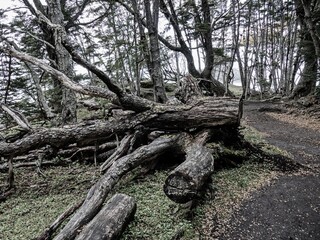 amazing forest ecosystem in patagonia