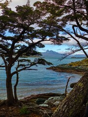 amazing forest ecosystem in patagonia