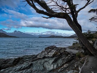 amazing forest ecosystem in patagonia