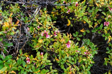 amazing forest ecosystem in patagonia
