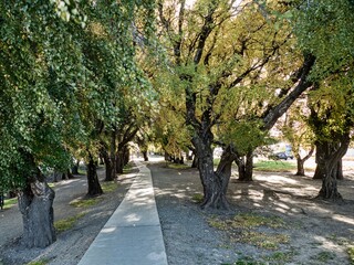 amazing forest ecosystem in patagonia