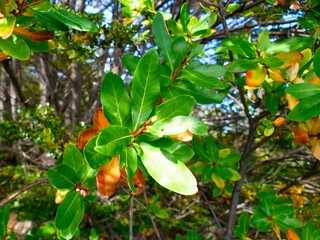 amazing forest ecosystem in patagonia
