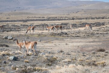 wild patagonian llama around the road