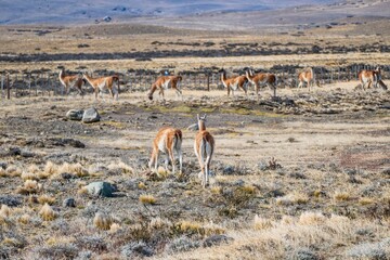 wild patagonian llama around the road