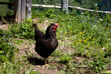 Black hen wandering through a colorful flower-filled garden in Tyrol, Austria during a sunny day in spring