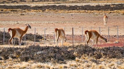 wild patagonian llama around the road