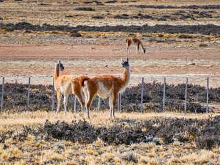wild patagonian llama around the road