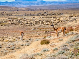 wild patagonian llama around the road