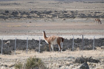 wild patagonian llama around the road