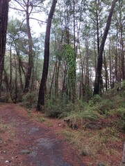 amazing forest ecosystem in patagonia