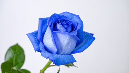 Macro photo image of blue roses with dew drops on it, white background.