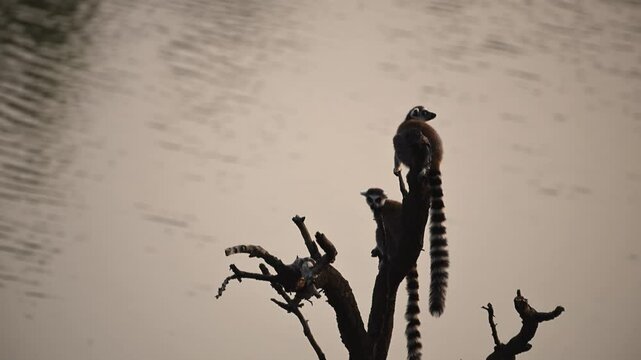 Playful Ring-Tailed Lemurs Frolic Among Baobab Trees During Sunset in Madagascar's Wild Landscapes