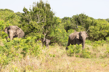 elephant with baby elephant walk through the jungle in search of food and water
