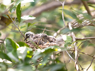 the chicks are sitting in the nest and waiting for their mother