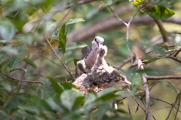 Spotted Dove - Spilopelia chinensis ceylonensis, bird in a nest with chicks