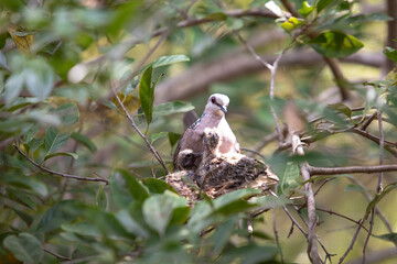 Spotted Dove - Spilopelia chinensis ceylonensis, bird in a nest with chicks
