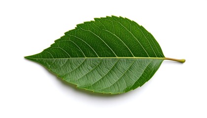 Obraz premium Green Leaf with White Background.