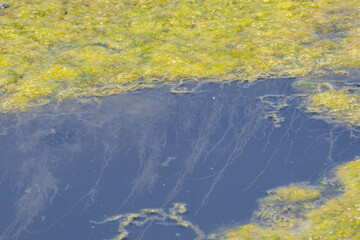 Filamentous algae growing in polluted water with blanket weed