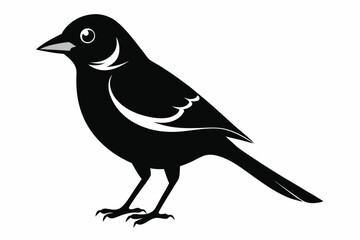 jay bird sihouette black vector