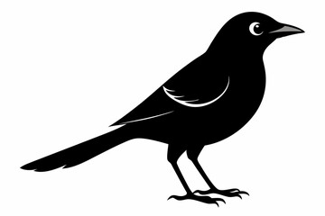 jay bird sihouette black vector