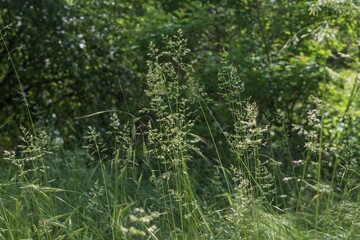 Obraz premium Natural meadow texture with grass with delicate inflorescences and a blurred forest background